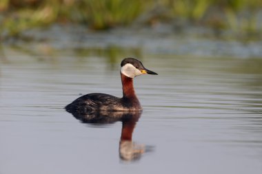 Kırmızı boyunlu Grebe, Podiceps grisegena