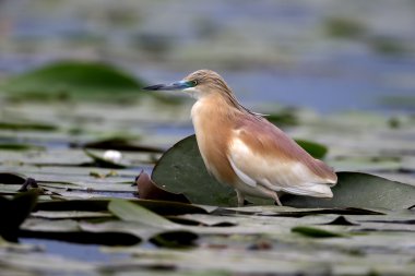 Alaca balıkçıl, ardeola ralloides   