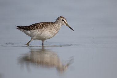Çulluk, Tringa Glareola  