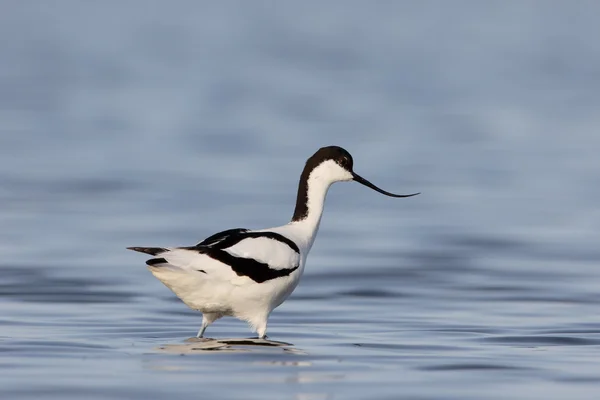 Avocet recurvirostra avosetta — 图库照片