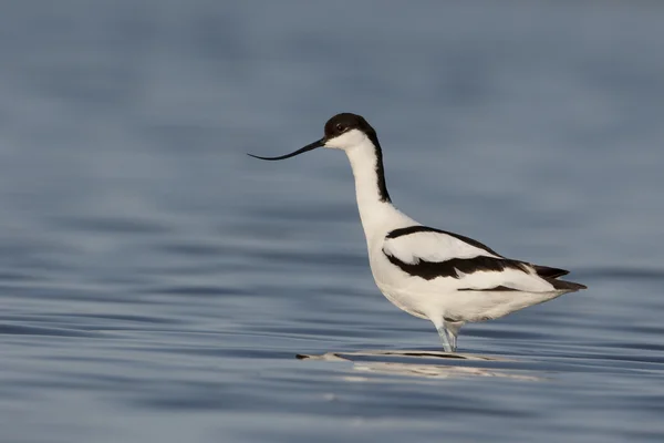 Avocetta, recurvirostra avosetta — Foto Stock