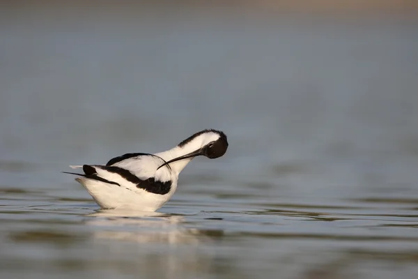 Skärfläcka, recurvirostra avosetta — Stockfoto