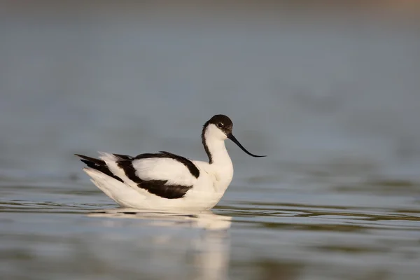 Avocet, Recurvirostra avosetta – stockfoto