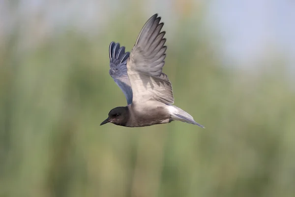 Black tern, Chlidonias niger — Stock Photo, Image