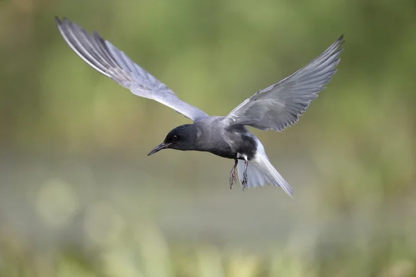 Svarttärna, Chlidonias niger — Stockfoto