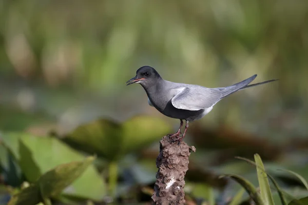 Tern negro, Chlidonias niger — Fotografia de Stock