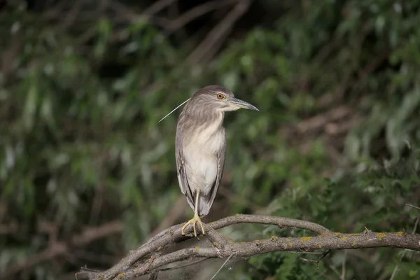 Schwarzkronenreiher, nycticorax nycticorax — Stockfoto