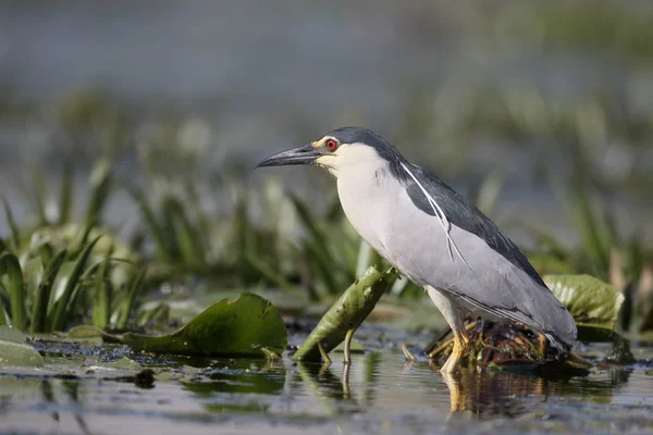 黑冠夜鹭、 nycticorax nycticorax — 图库照片