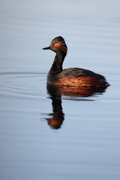 Grebe s černým krkem, Podiceps nigricollis — Stock fotografie