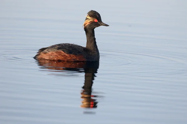 Grebe de cuello negro, Podiceps nigricollis — Foto de Stock