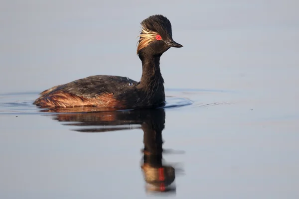 Zwartharige Grebe, Podiceps nigricollis — Stockfoto