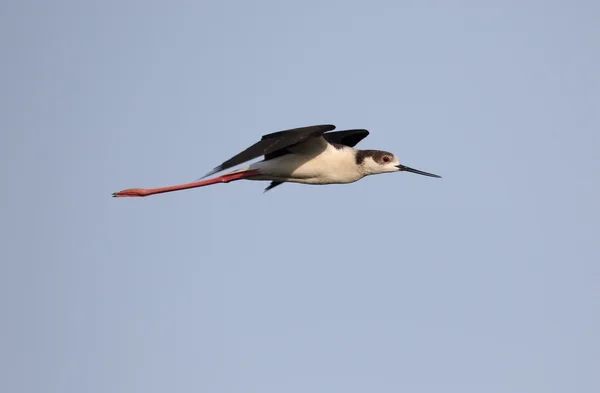 Stilt de asas negras, Himantopus himantopus — Fotografia de Stock