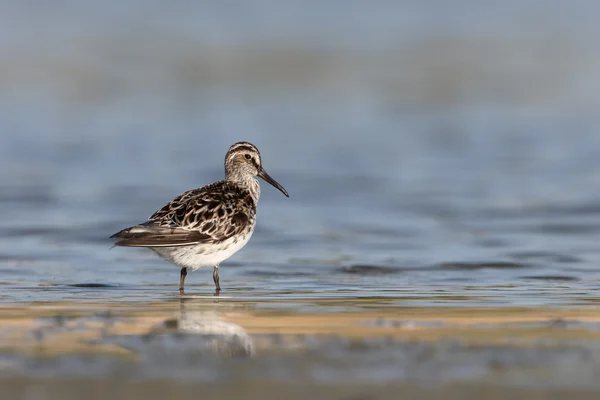 Breed-billed strandloper, Limicola falcinellus — Stockfoto