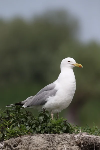 Kaspian frajer, Larus cachinnans — Zdjęcie stockowe