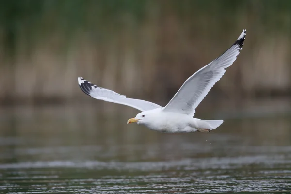 Caspian gull, Larus cachinnans — Stock Photo, Image