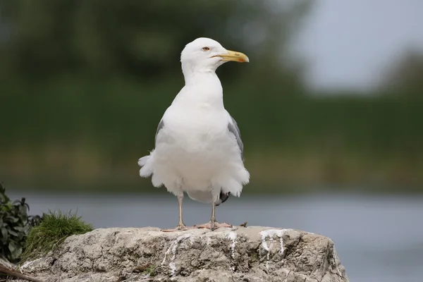 Kaspian frajer, Larus cachinnans — Zdjęcie stockowe