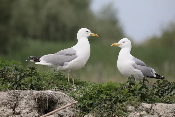 Kaspisk trut, Larus cachinnans — Stockfoto