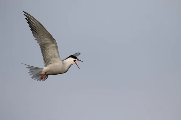 Common tern, Sterna hirundo — Stock Photo, Image