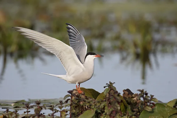 Vanlig Tern, Sterna hirundo — Stockfoto