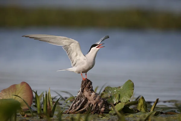 Tern comum, Sterna hirundo — Fotografia de Stock