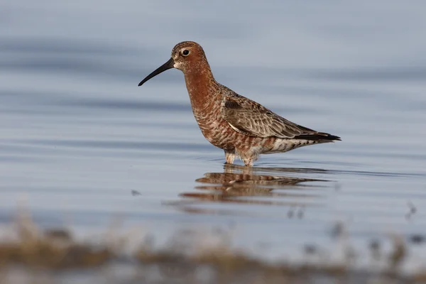 Brachwasserläufer, calidris ferruginea — Stockfoto