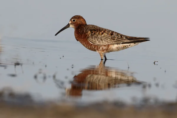 Spovsnäppa, calidris ferruginea — Stockfoto