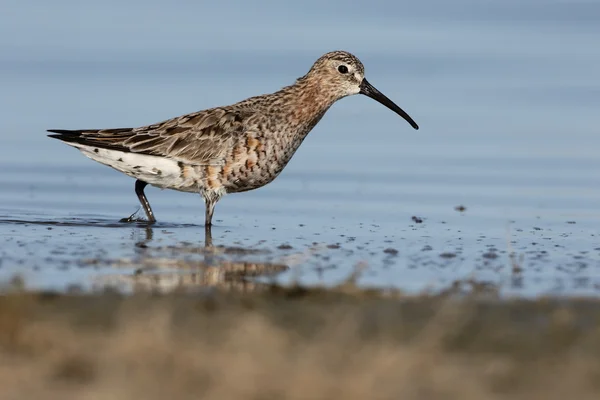 Flautista de rizo, Calidris ferruginea — Foto de Stock