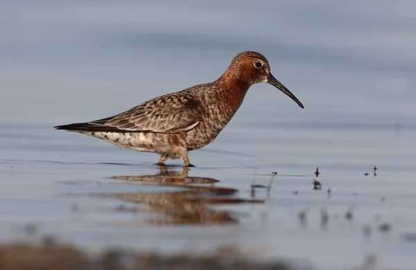 Kızıl kum kuşu, calidris ferruginea — Stok fotoğraf