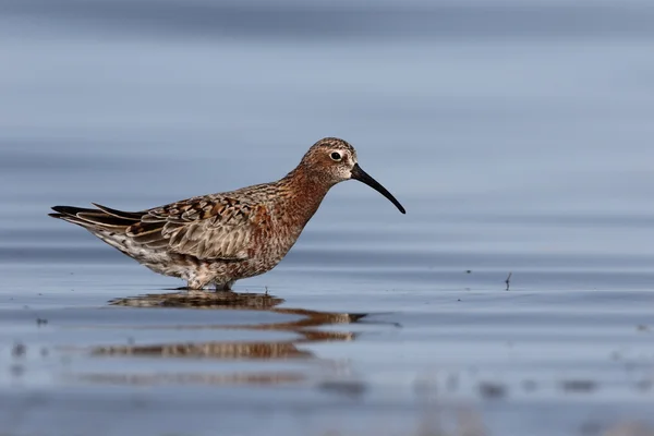 Maçarico de maçarico, calidris ferruginea — Fotografia de Stock