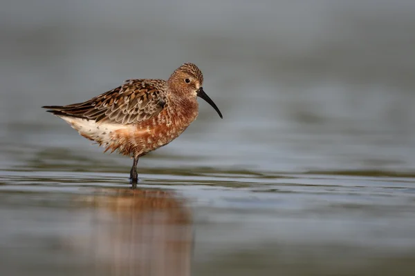 Kızıl kum kuşu, calidris ferruginea — Stok fotoğraf