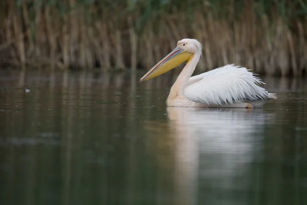 Stor-vit Pelikan, Pelecanus onocrotalus — Stockfoto