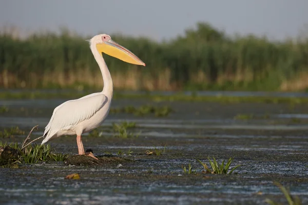 Stor-vit Pelikan, Pelecanus onocrotalus — Stockfoto