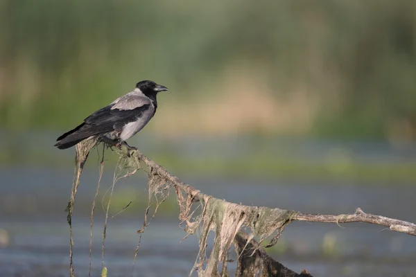 Kapüşonlu karga, Corvus corone cornix — Stok fotoğraf