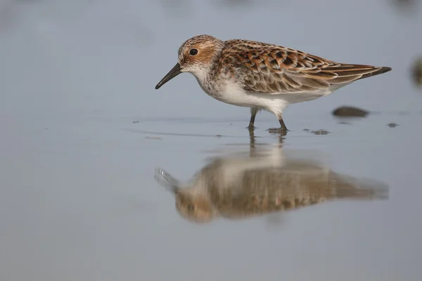 Biegus malutki, calidris minuta — Zdjęcie stockowe