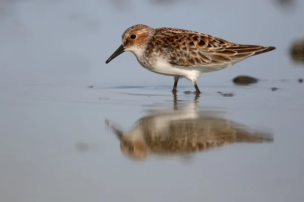 Küçük bir ölçü calidris minuta — Stok fotoğraf