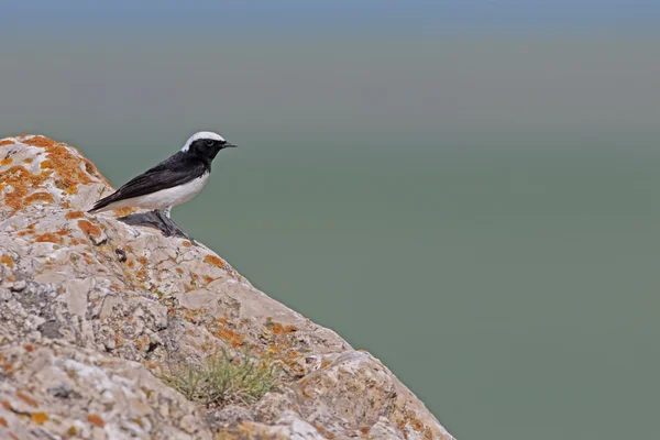 Pied wheaure, Oenanthe pleschanka — kuvapankkivalokuva