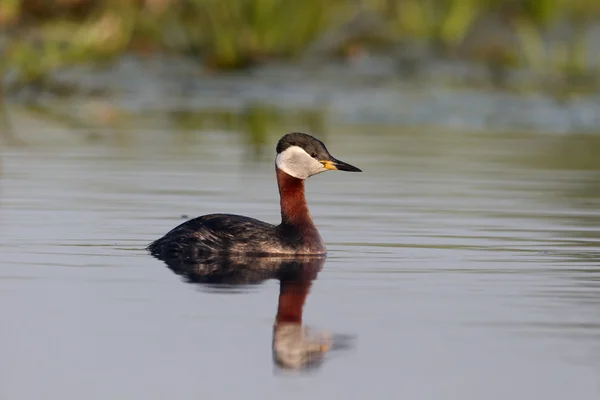 Гребень с красной шеей, Podiceps grisegena — стоковое фото