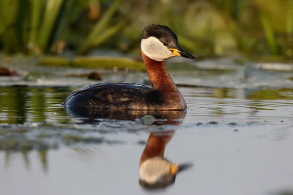 Grebe s červeným krkem, Podiceps grisegena — Stock fotografie