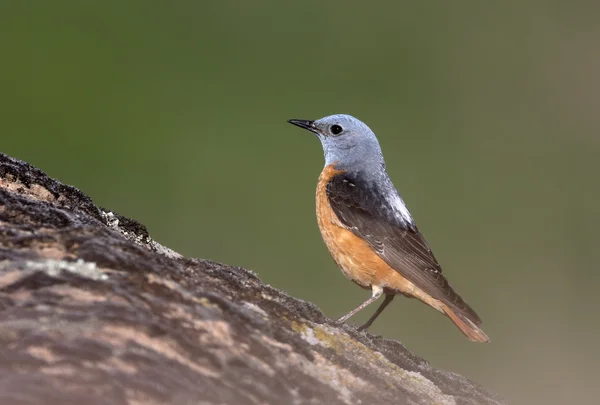 Steindrossel, Monticola saxatilis — Stockfoto