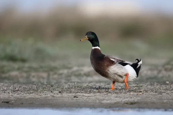 Rouen duck — 图库照片