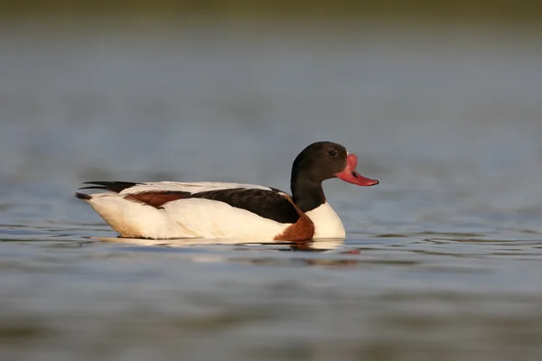 Canard d'Amérique, Tadorna tadorna — Photo