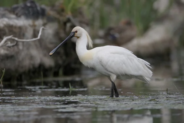 クロツラヘラサギ、platalea leucorodia — ストック写真