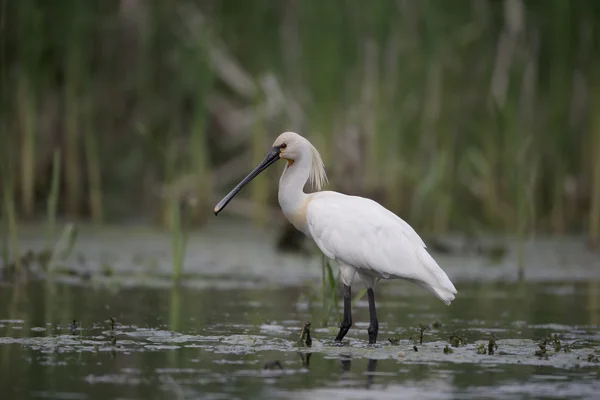 Skedstork, platalea leucorodia — Stockfoto