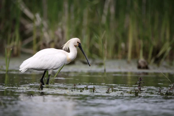 Skedstork, platalea leucorodia — Stockfoto