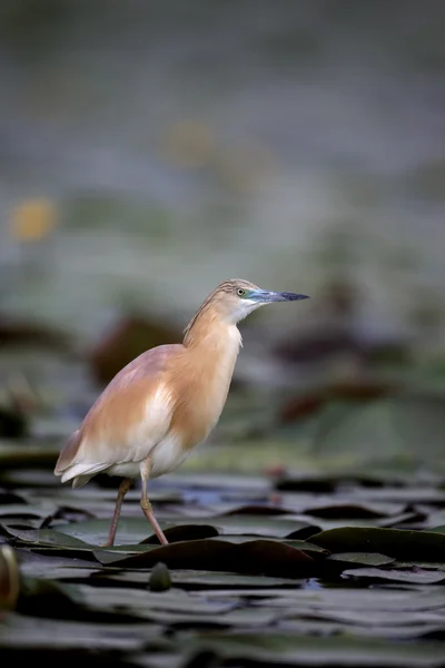 Squacco Heron, Ardeola ralloides — Stockfoto