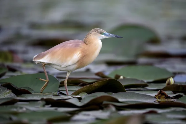 Squacco Heron, Ardeola ralloides — Stockfoto