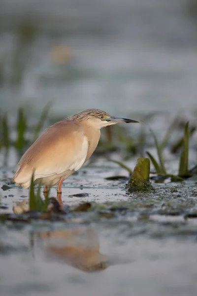 Squacco Heron, Ardeola rfelides — стоковое фото