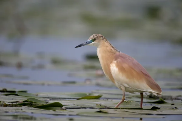 Squacco Heron, Ardeola rfelides — стоковое фото