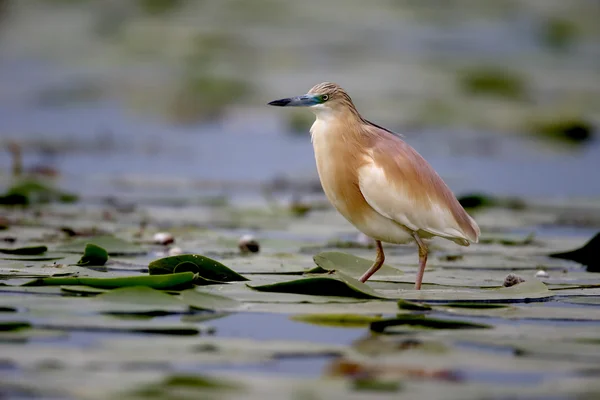 Squacco Heron, Ardeola rfelides — стоковое фото