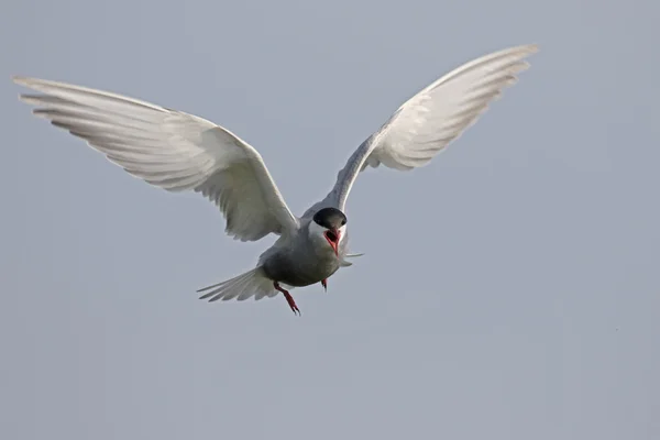 Witwangstern, chlidonias hybrida — Stockfoto